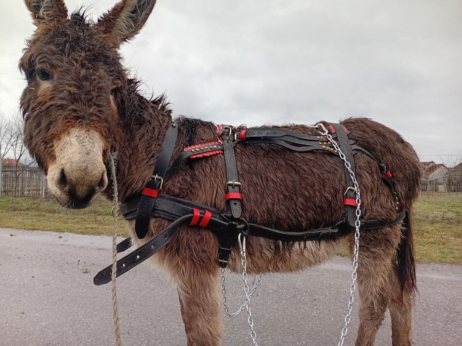 Vând magarita sau schimb cu manza mica