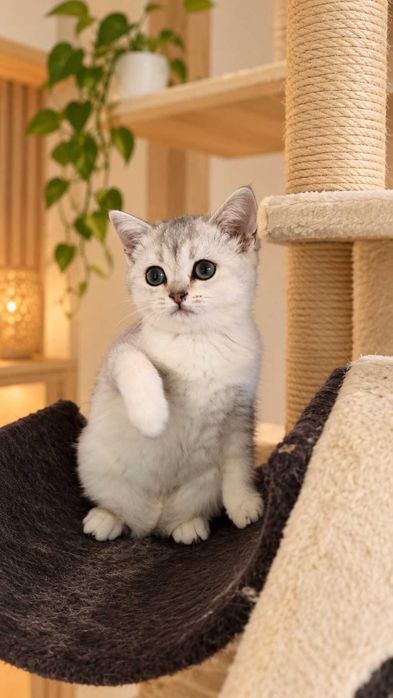Bacardi – motănel Scottish Straight Silver Shaded cu pedigree. www.lynxrunecode.com