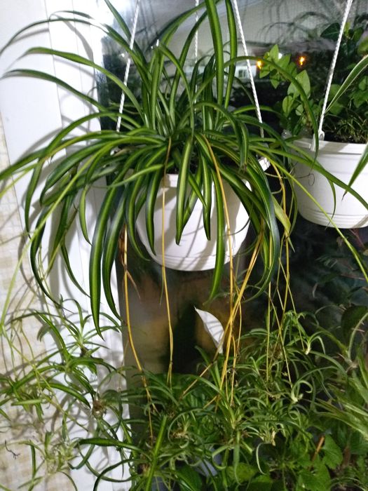 Продам Хлорофитум