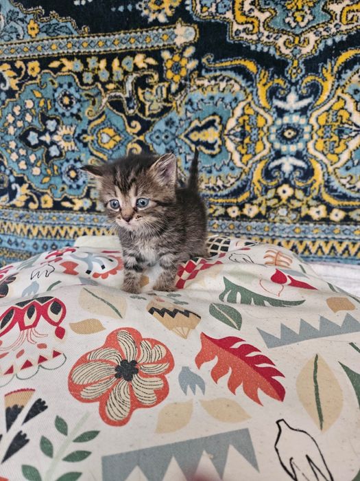 Котенок бесплатно
