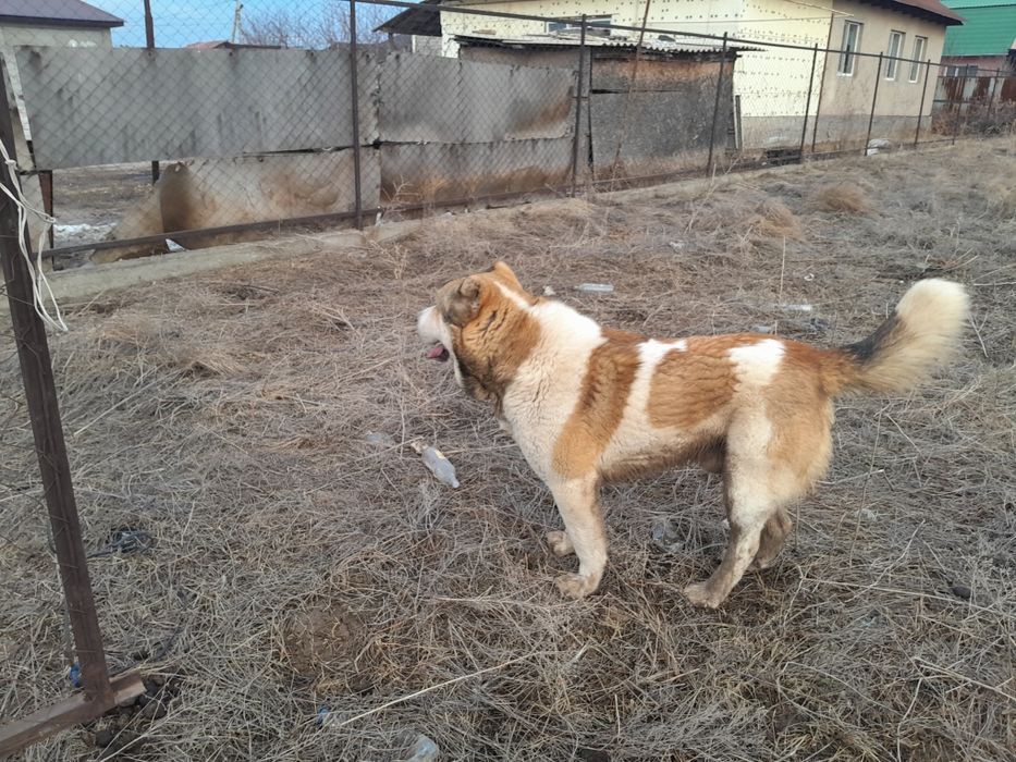 Собака алматы обл