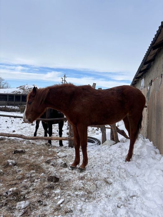 Породист  жылқы сатам