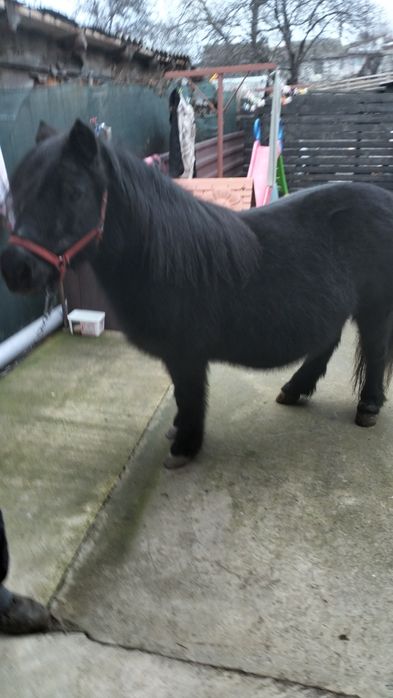 Poneița de vânzare