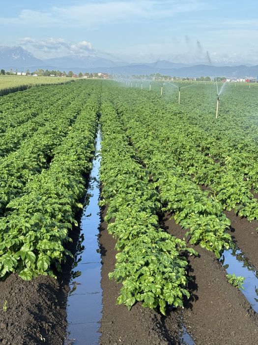 Samanta cartofi red lady, esme, arizona si taurus (cips)