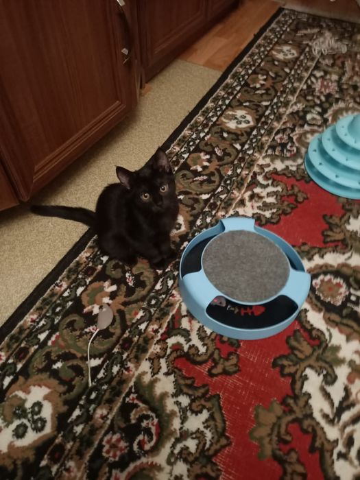 котёнка в хорошие руки