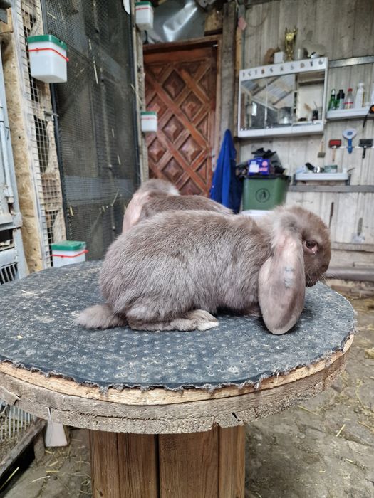 Iepuri berbec german