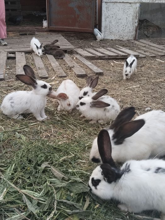 Продам   кролики