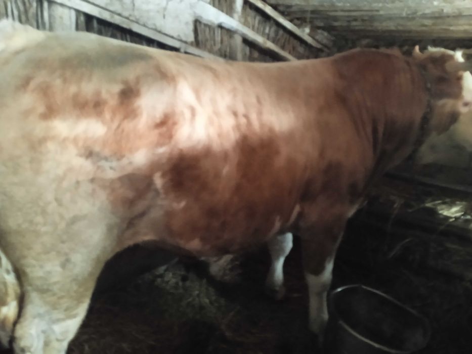 Продам Быков с Откорма