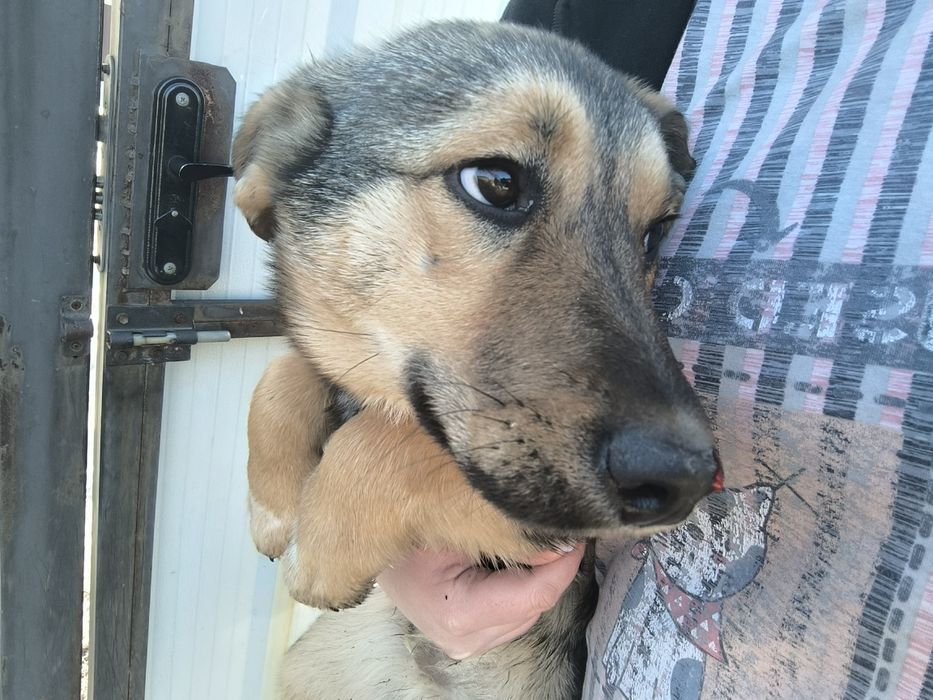 Отдам в добрые руки