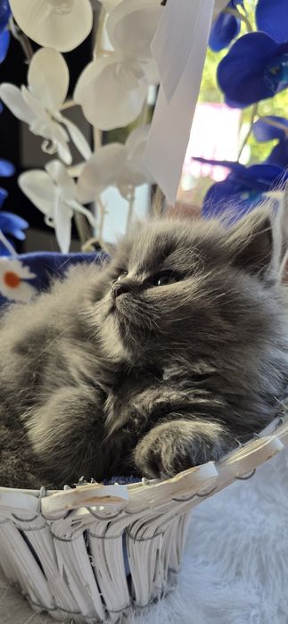 Pisica British Blue