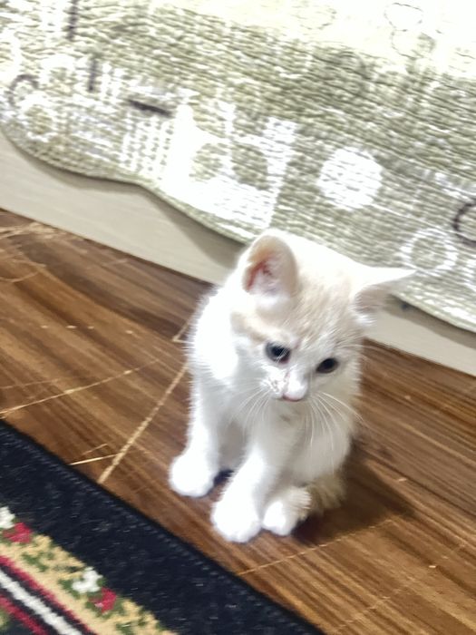 страйк кошка