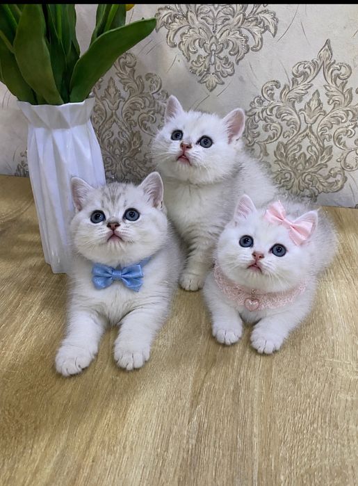 Серебристая шиншила