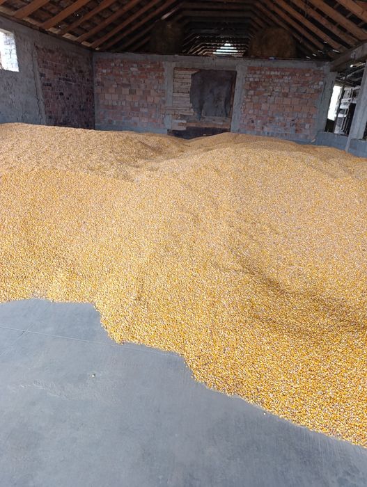 Porumb boabe de vânzare