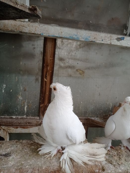 Голуби самец молодой