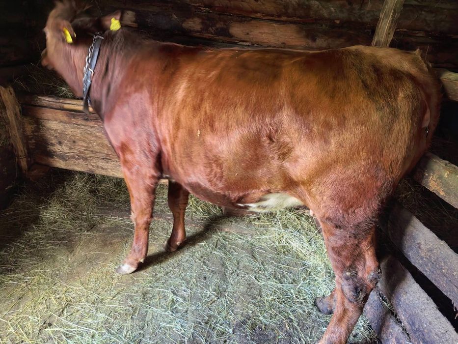De vânzare jurincă angus gestantă în  7 luni