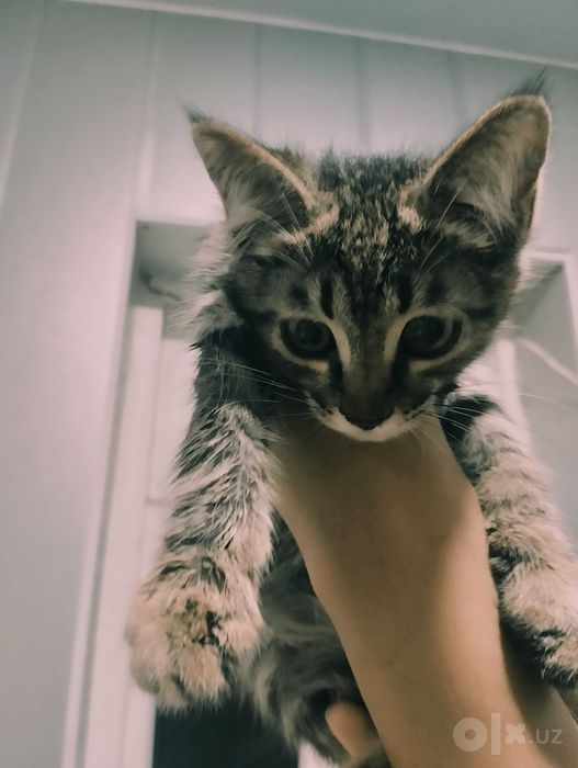 Тигрового окраса кошечка , tiger shaped kitten for adoption