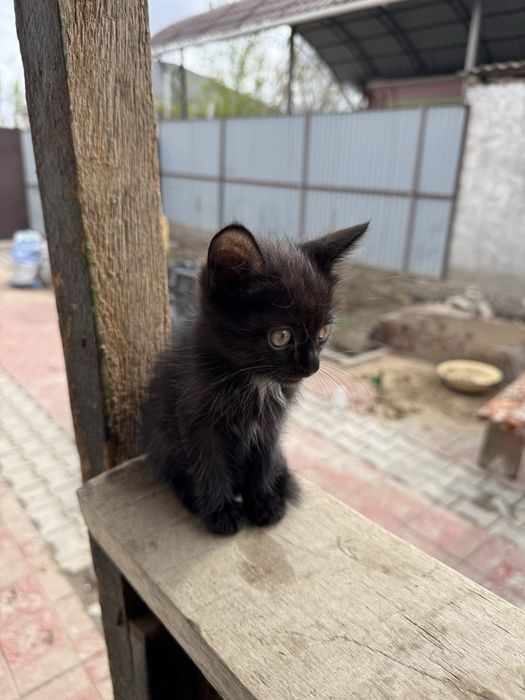 Котята игривые 1,5 месяца