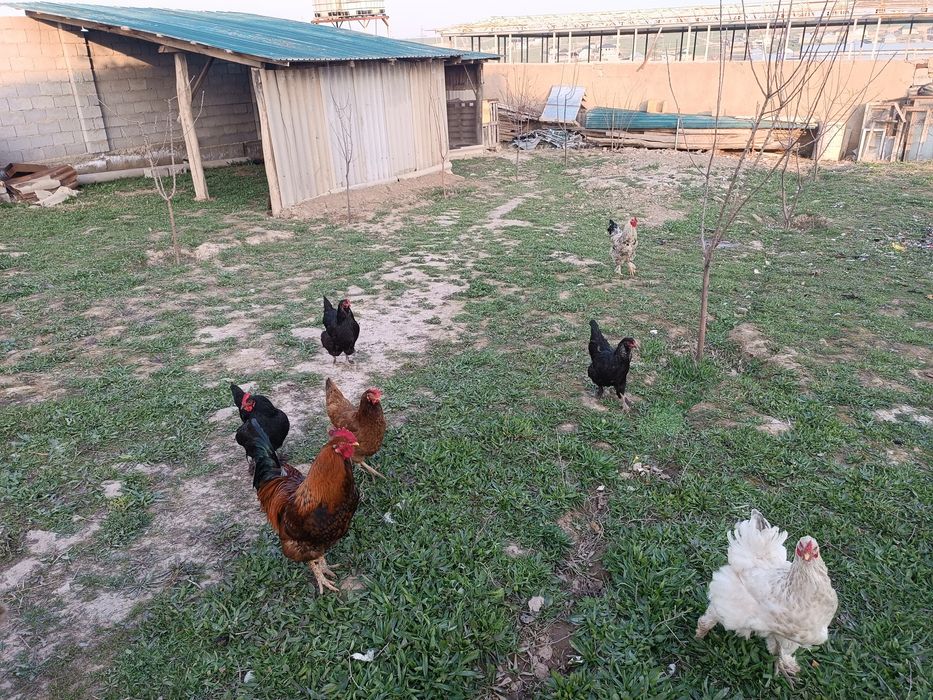 Тауықтар сатылады