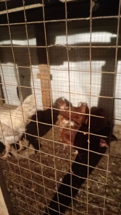 Куры молоденькая