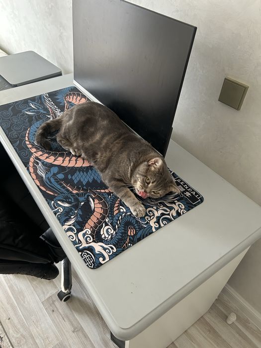 Кот 1 годик пародистый , уже всё куплино