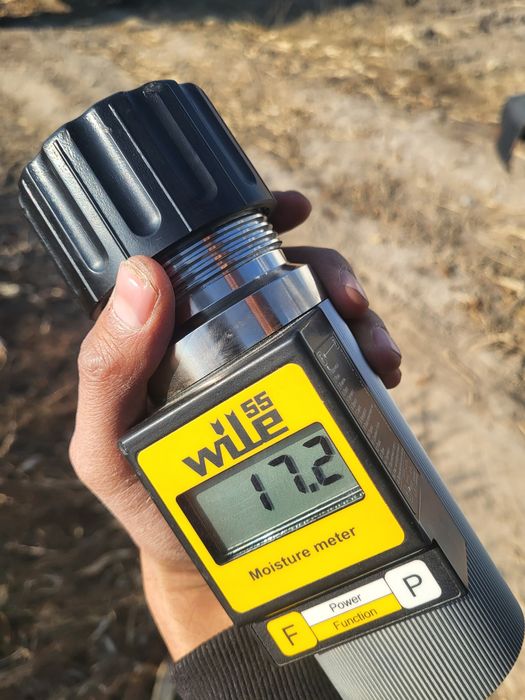 Ккукуруза сухая. Оптом и в розницу