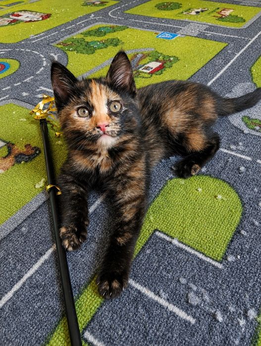 Девочка. Котёнок. Черепаховая.