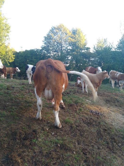 Vaci și vitei de vânzare