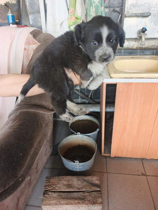 Отдам щенят в добрые руки!