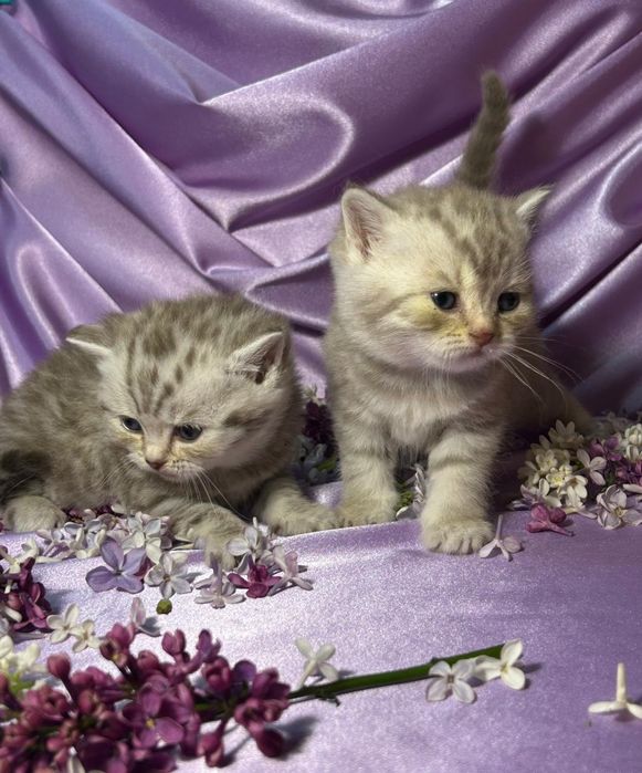 Котята шотландские