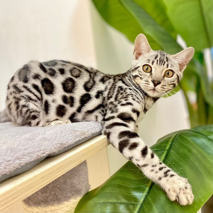 Серебряный бенгальский котёнок