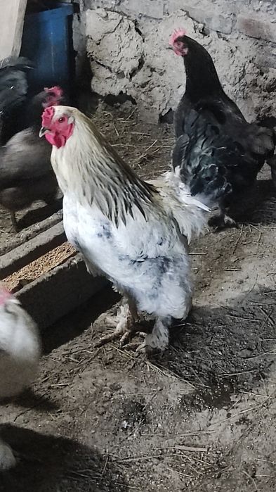 Продам петуха Брама