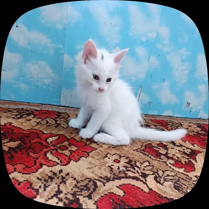 Котята мейн-кун 4 шт