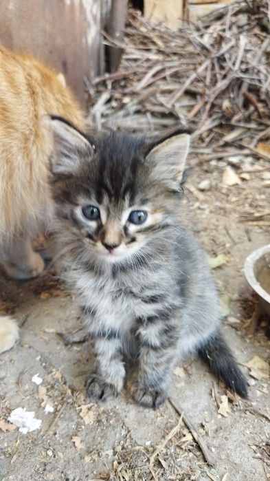 Котята г.Шу сибирская