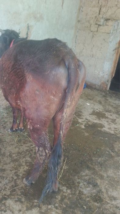 Gunajin bugoz 2oydan keyin tuğadi