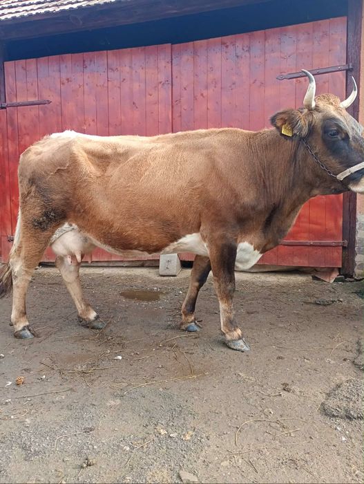 Vand vaca fatata recent