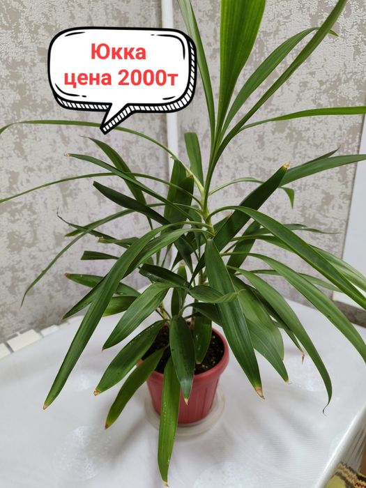 Продам комнатные цветы!