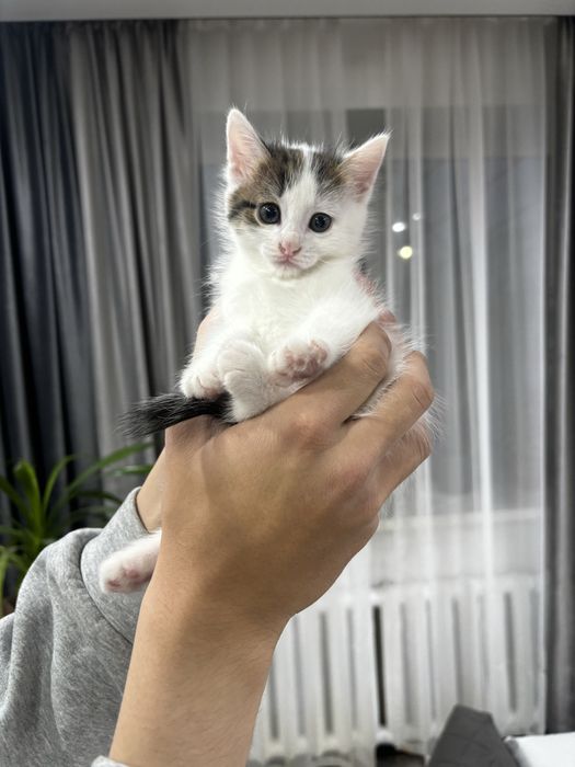 Отдам котенка  в добрые руки 5 недель