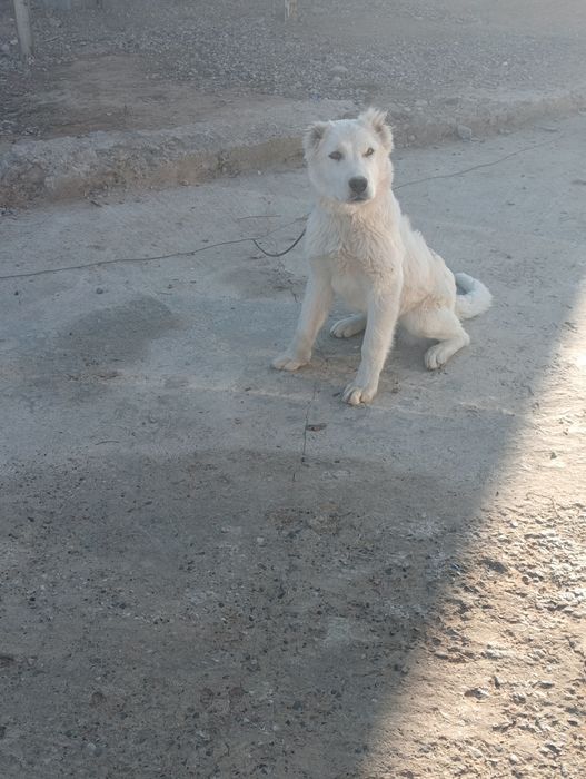 Ургашы алабай кушик