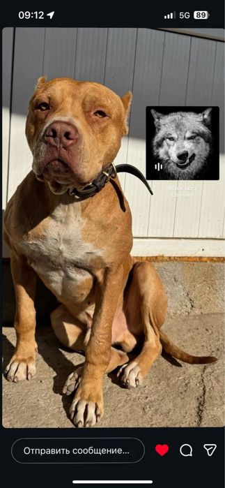 Кубинский питбуль ищет себе подругу