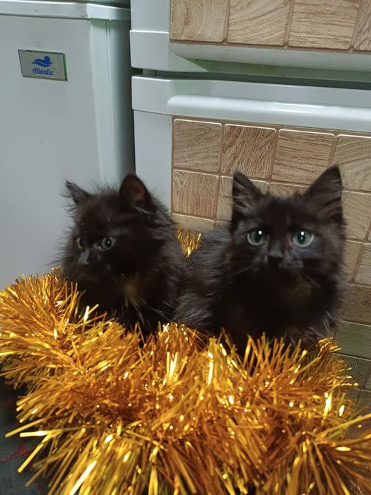 Отдам котят даром