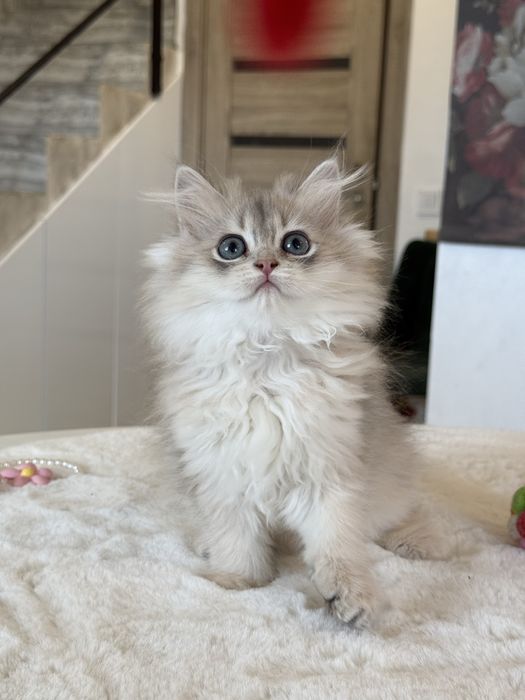 British Longhair