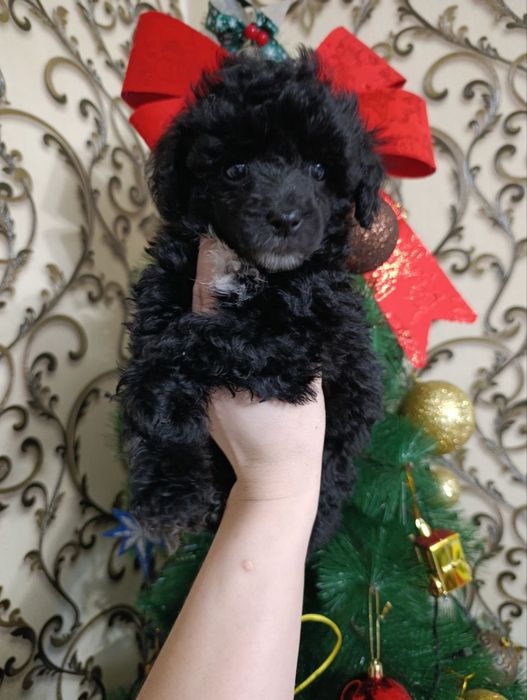 Пудель девочки готовы к переезду