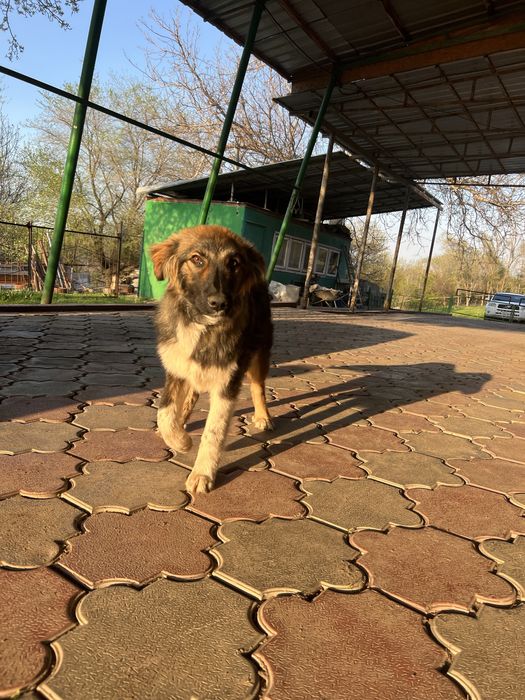 Отдам собак в хорошие руки