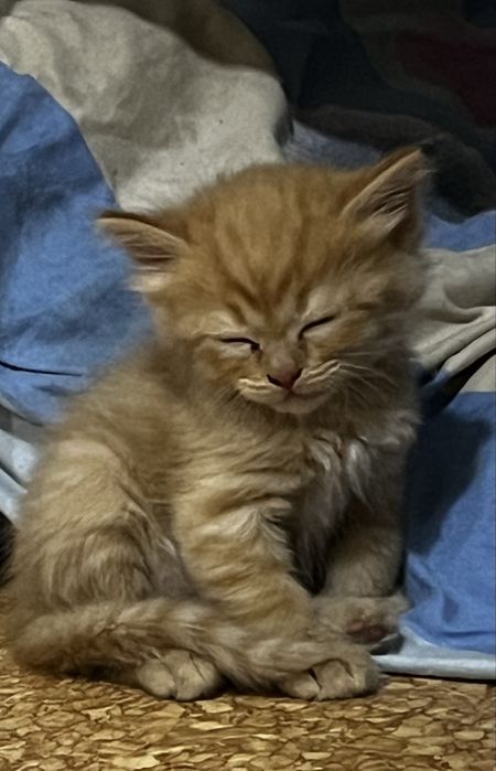 Отдам 4 рыжих котят в добрые руки