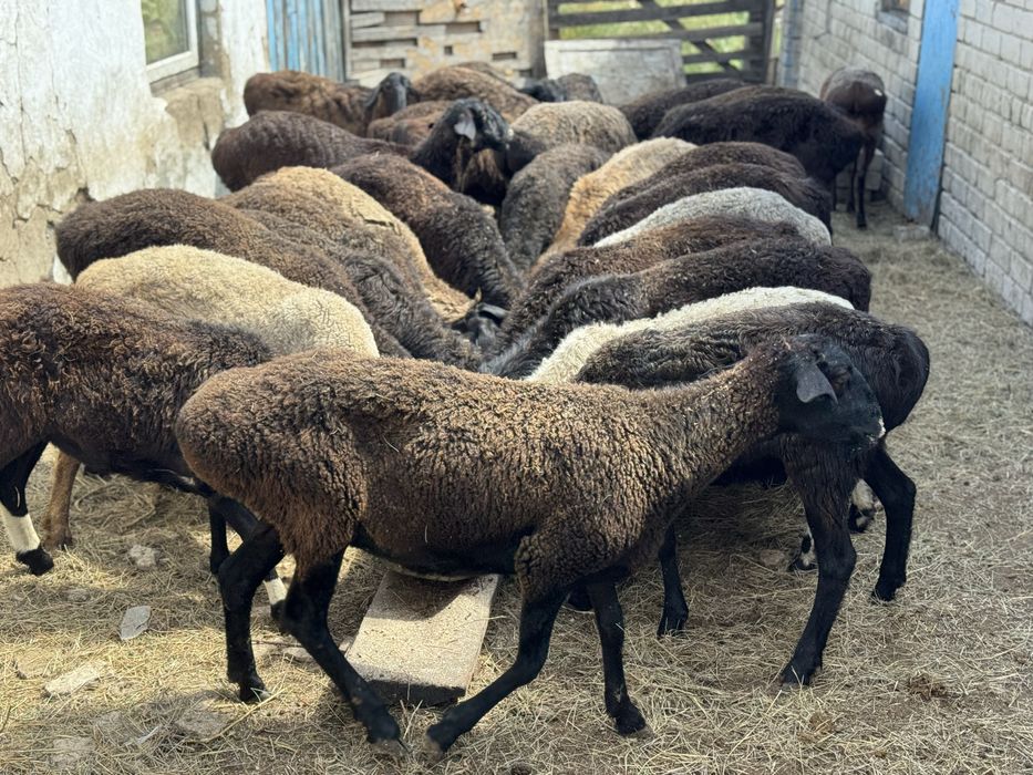 Қой, тоқты, кой сатылады .