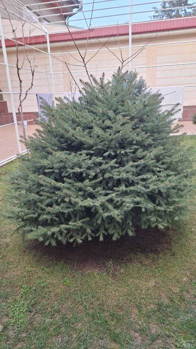 Арча сотилади     .