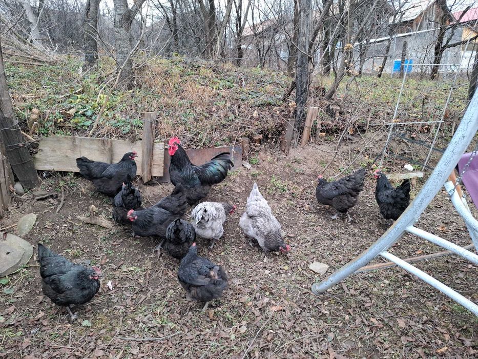 Oua incubat Australorp