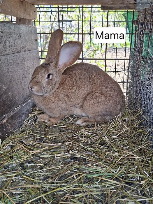 Iepurii Uriaș German