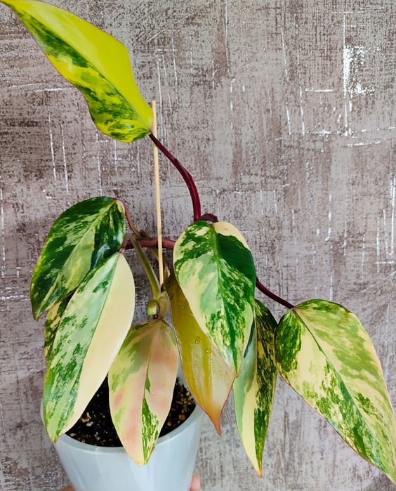 Филодендроны разных сортов