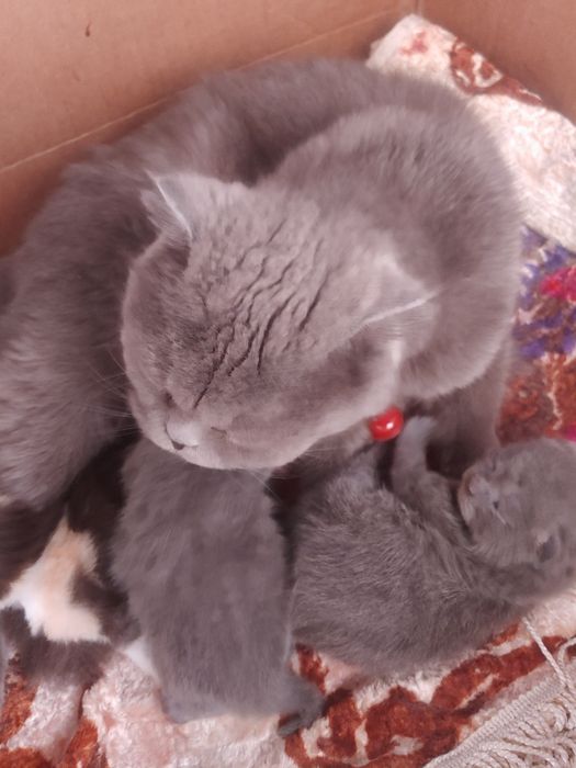 Шотландские виславушки  ещё 10 дней готовятся к продаже